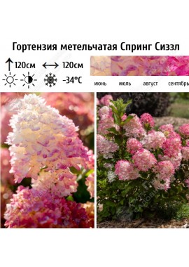 Спринг Сиззл (Spring Sizzle) Спринг Сиззл (Spring Sizzle)